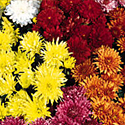 Garden Mums