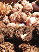 Bulbs