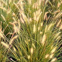 Pennisetum 'Hamelin'
