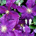 Clematis 'Jackmanii'