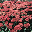 Sedum 'Autumn Fire'