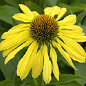 Echinacea 'Big Sky Sunrise'