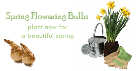Spring Flowering Bulbs
