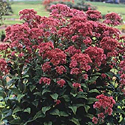 Eupatorium 'Little Joe'
