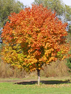 Sugar Maple