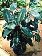 Houseplant