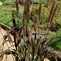 Pennisetum 'Jester'