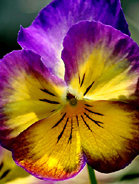 Snowman Pansy