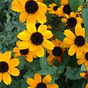 Rudbeckia triloba