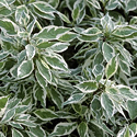 Cornus 'Ivory Halo'