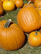 Pumpkins