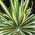 Yucca 'Golden Sword'