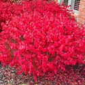 Euonymus 'Compactus'