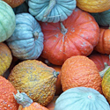 Gourds