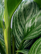 Houseplant