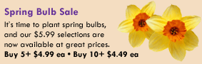 Spring Bulb Sale