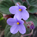 African Violet