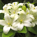 Jasmine