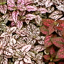 Polka Dot Plant
