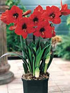 Amaryllis