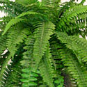 Boston Fern