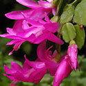 Christmas Cactus