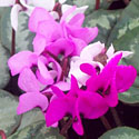 Cyclamen