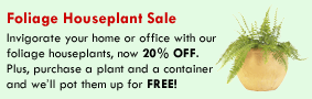 Foliage Houseplant Sale