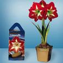 Amaryllis Kit