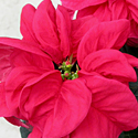 Poinsettia 'Winter Rose'