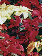 Poinsettias