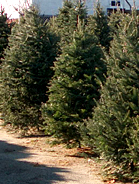 Christmas Trees