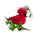 Audubon Birds