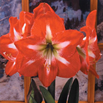 Amaryllis