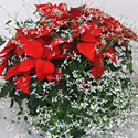 Diamond Poinsettia