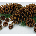 Cones