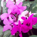 Cyclamen