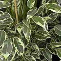 Ficus