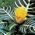 Zebra Plant