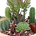 Cactus and Succulents