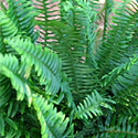 Kimberly Queen Fern