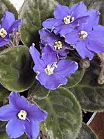 African Violet