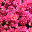 Kalanchoe 'Calandiva'
