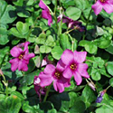 Oxalis 'Iron Cross'
