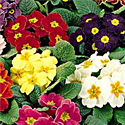 Primula