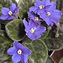 African Violet