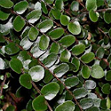 Button Fern