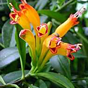 Lipstick Vine