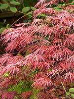 Ornamental Maple