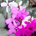 Cyclamen